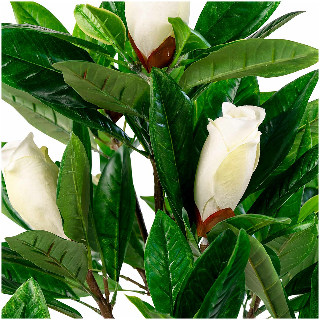 Medis Magnolia