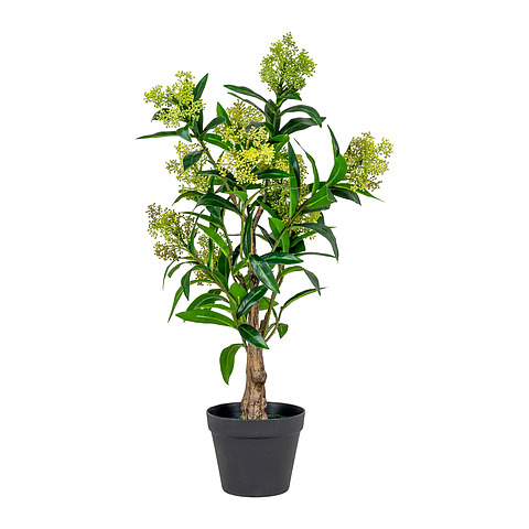 Dirbtinis augalas Skimmia, 75 cm (žalia)
